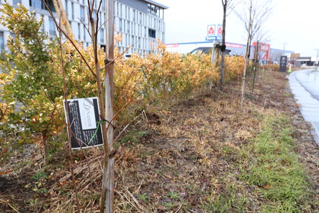 昨年の卒業生が植えたサルスベリ