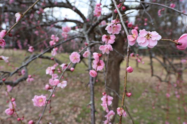 10日の梅林公園の開花状況