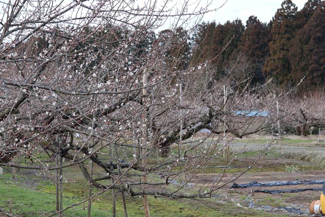 10日の梅林公園の開花状況