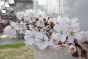 3月の三条市では観測史上4番目に高い最高気温23.0度 フライング開花の桜も