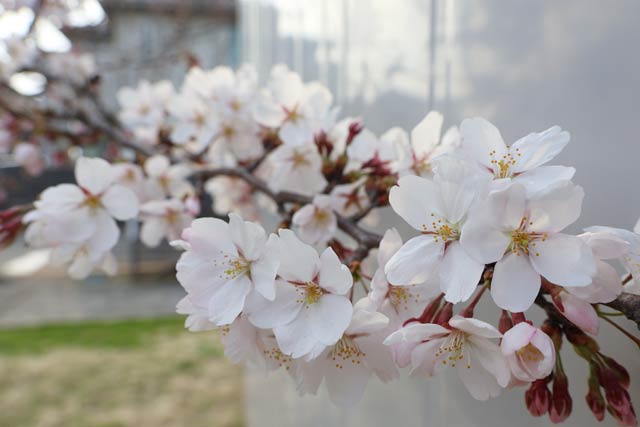 三条東公民館の倉庫の前で開花した桜