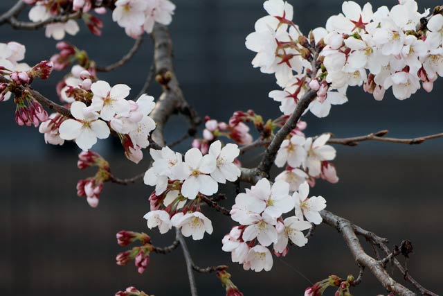 三条東公民館の倉庫の前で開花した桜
