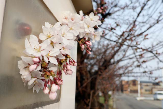 三条市厚生開館駐車場で開花した桜