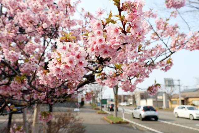 燕市の理容店「アートスペース リキ」となりの緑地帯の早咲きの河津桜は満開に