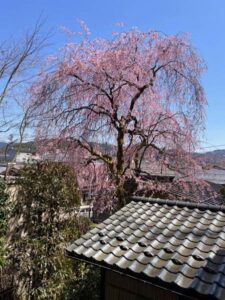 加茂・山重のしだれ桜見ごろに合わせ「桜ウイーク」 4月10日は幻想的な夜桜の夕べ