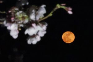 十六夜の欠けゆく月と満ちゆく桜