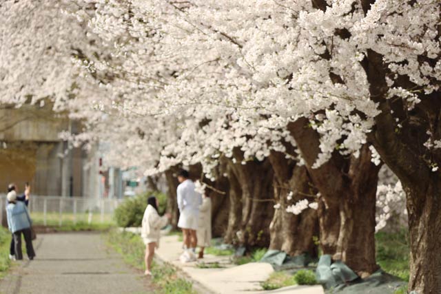 三条燕インターチェンジ入り口向かいの桜並木