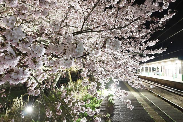 分水駅の桜のライトアップ
