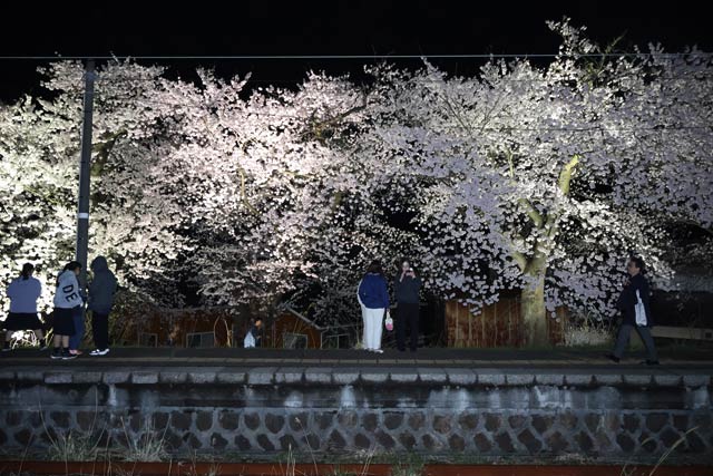 ホームに覆いかぶさるように咲く桜