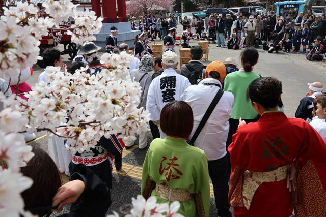 弥彦の桜は見ごろに