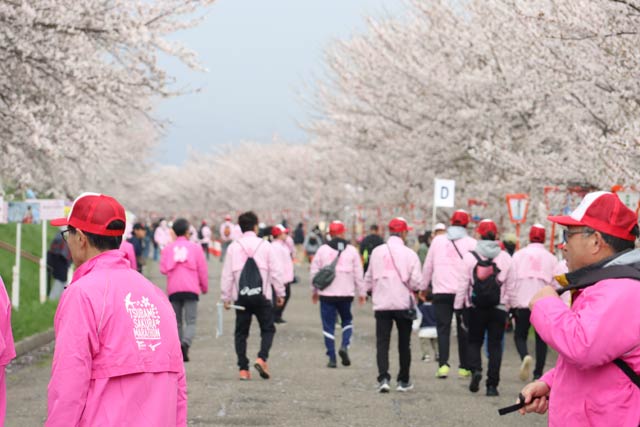 11日に燕さくらマラソン大会が行われたおいらん道中も歩く大河津分水桜並木は桜満開