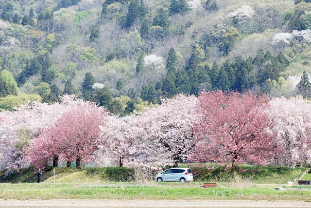長嶺の桜並木