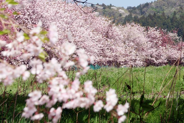 長嶺の桜並木