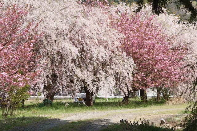 長嶺の桜並木