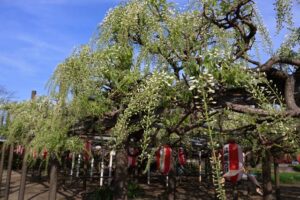 早すぎる白藤、今週末にも見頃へ 燕市・安了寺の県指定天然記念物「八王寺の白藤」
