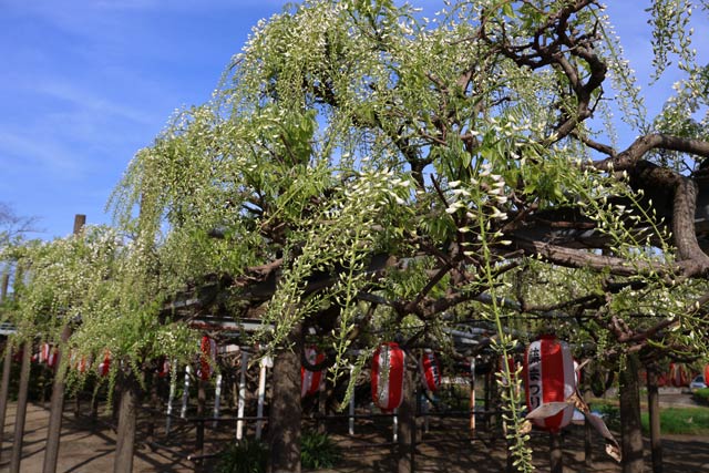 「八王寺の白藤」の26日のようす