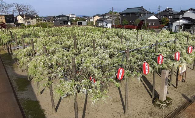 「八王寺の白藤」の26日のようす