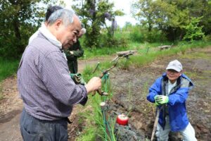 ふるさとの大賀ハスを救え 加茂市・千刈公園のハス池の大賀ハス再生に加茂出身の昆布山さんが立ち上がる