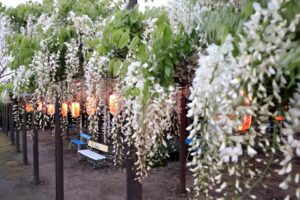 大型連休に咲き誇る県天然記念物「八王寺の白藤」 約50年続く白藤茶会は苦渋の休会