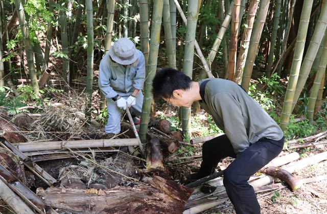 国上の放置竹林でタケノコ掘り