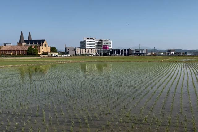 三条市上須頃地内の水田