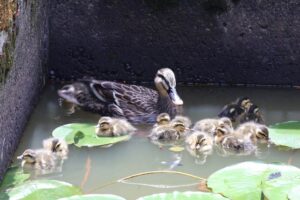 正楽寺ハス池に表れたカルガモ親子