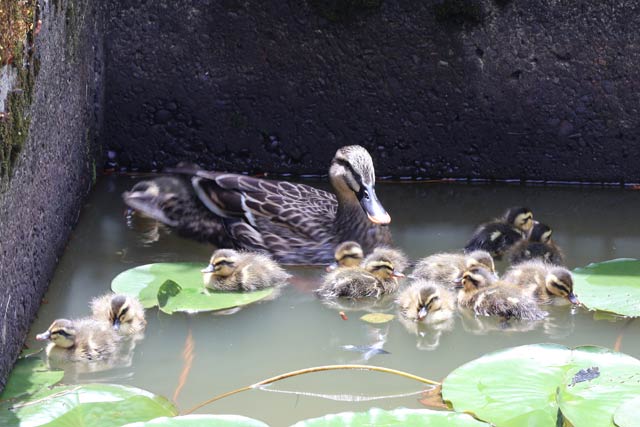正楽寺ハス池に表れたカルガモ親子