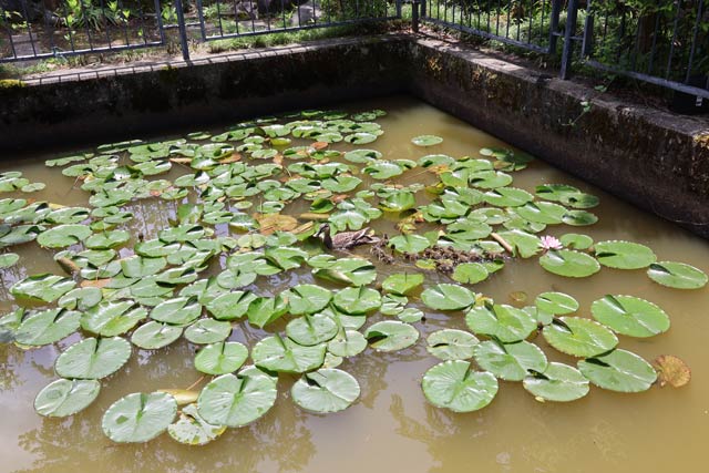 生まれたばかりの子ガモは池の縁に上がれない
