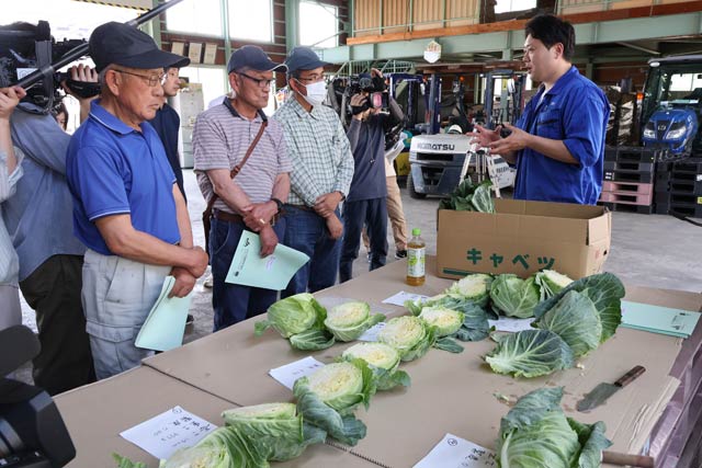 JAえちご中越三条園芸振興協議会が春キャベツの主力品種「初恋」の出荷目合わせ会