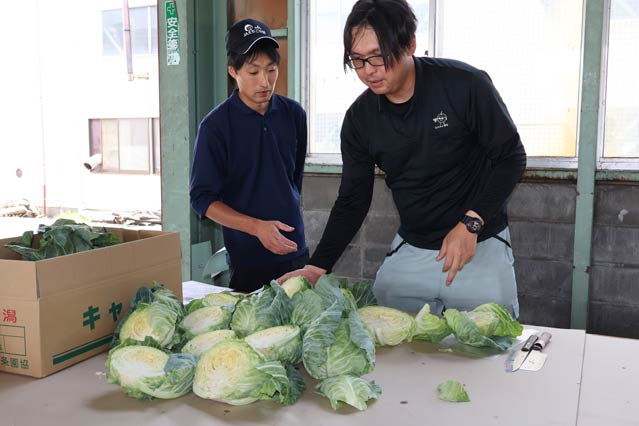 JAえちご中越三条園芸振興協議会が春キャベツの主力品種「初恋」の出荷目合わせ会