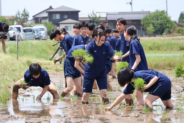 県立見附高校1年制が幻の酒米「雄町」を手植え