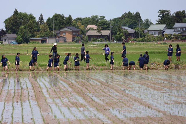 県立見附高校1年制が幻の酒米「雄町」を手植え
