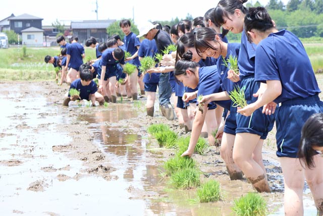 県立見附高校1年制が幻の酒米「雄町」を手植え