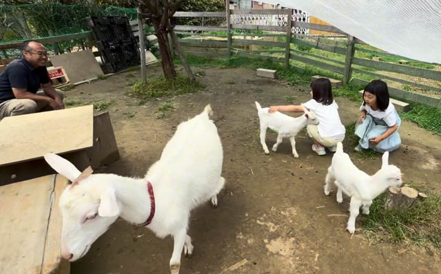 川通どれみこども園のヤギが2匹の赤ちゃんを出産