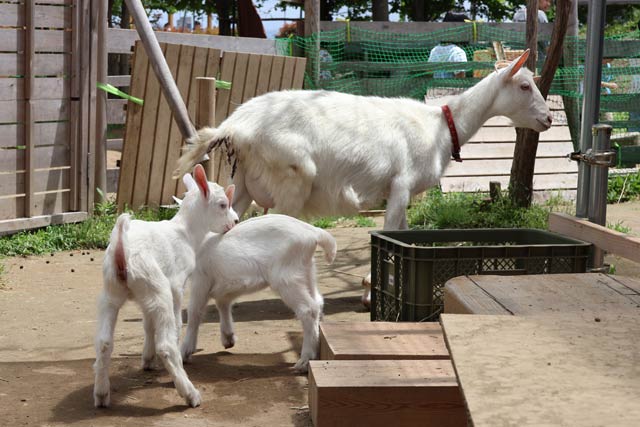 川通どれみこども園のヤギが2匹の赤ちゃんを出産