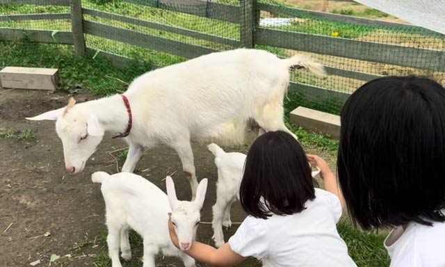 川通どれみこども園のヤギが2匹の赤ちゃんを出産