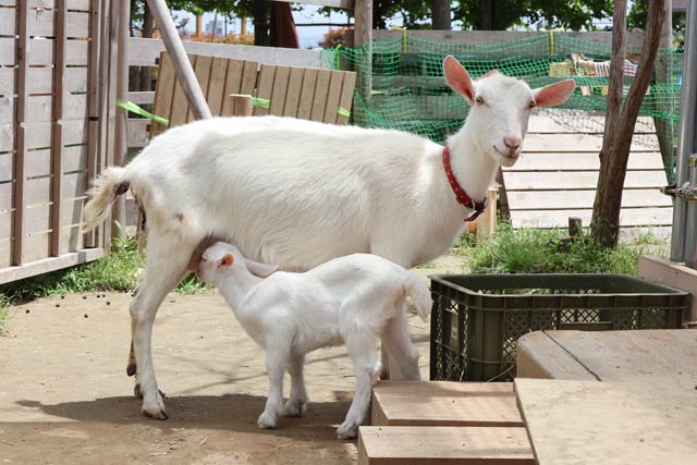 川通どれみこども園のヤギが2匹の赤ちゃんを出産