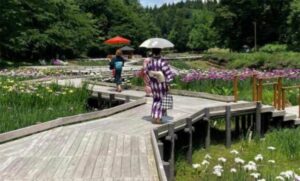 さぎの湯で浴衣に着替えて花菖蒲とホタルさんぽ 23日に花菖蒲まつり開催中のしらさぎ森林公園で