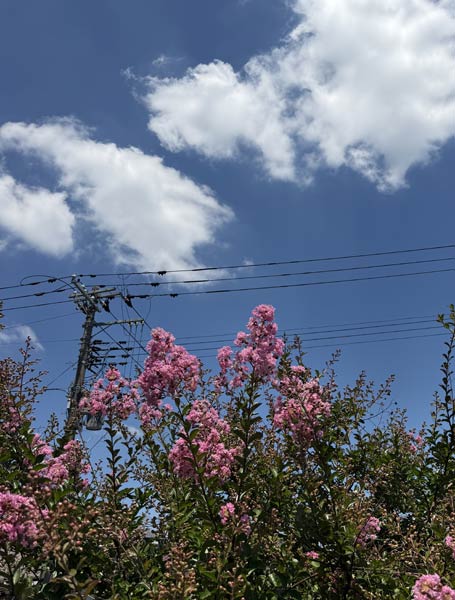 青空と雲とサルスベリの花のコントラスト