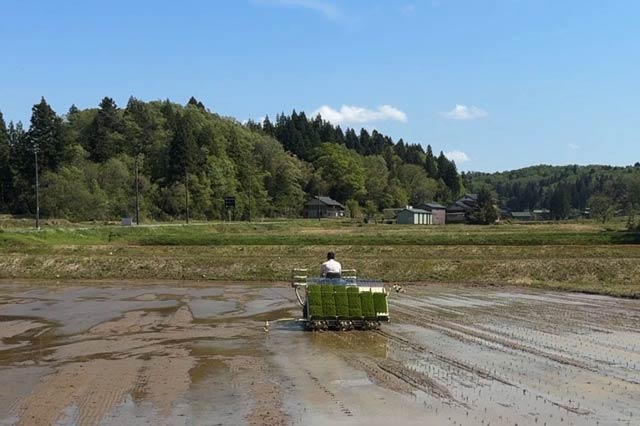 5月の田植えの様子