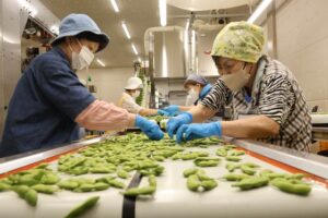 伊彌彦茶豆が最盛期　共同選果場が本格稼働、規格外品はアップサイクルで新たな価値創出
