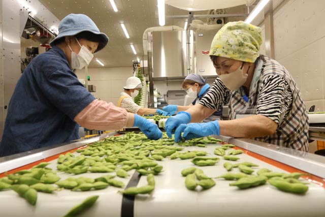本格稼働する伊彌彦茶豆の共同選果場