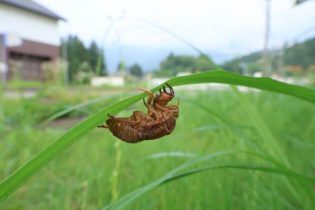 葉の裏側に残る空蝉（うつせみ）