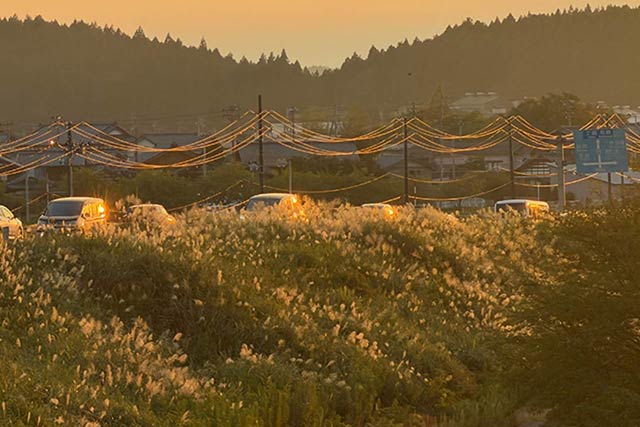 21日夕方の大河津橋の寺泊側たもとで夕日を透かして輝くススキ