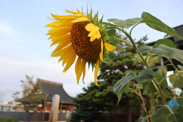 うなだれるヒマワリの花