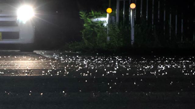 16日夜に県央大橋たもとで大量発生したオオシロカゲロウ